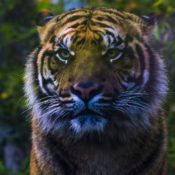 4 Species on the Verge of Extinction and What We Can Do to Prevent It