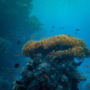8 Ways to Help Save Coral Reefs